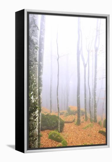 Fog in the forest of Bagni di Masino during autumn, Valmasino, Valtellina. Lombardy, Italy, Europe-Francesco Bergamaschi-Framed Premier Image Canvas