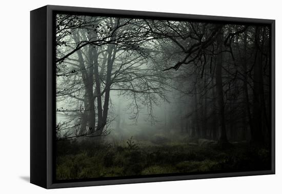 Fog in the Forest-David Baker-Framed Premier Image Canvas