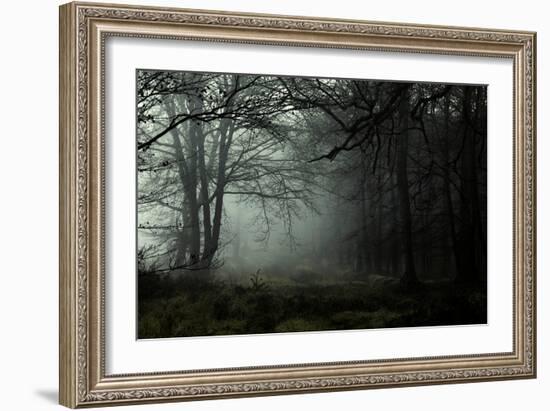 Fog in the Forest-David Baker-Framed Photographic Print