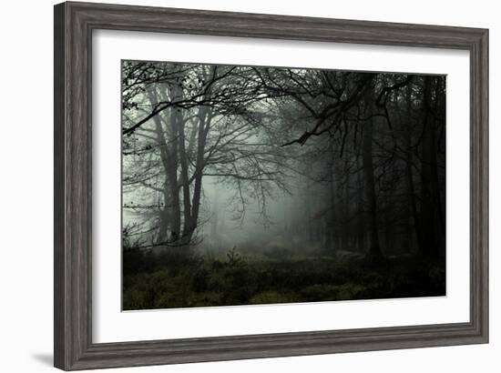 Fog in the Forest-David Baker-Framed Photographic Print