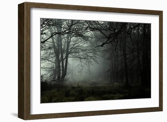 Fog in the Forest-David Baker-Framed Photographic Print