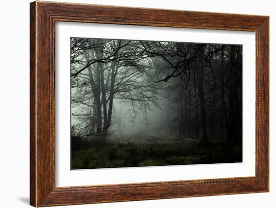 Fog in the Forest-David Baker-Framed Photographic Print