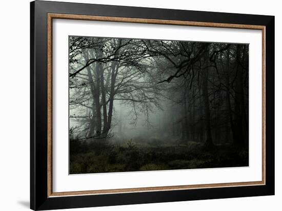 Fog in the Forest-David Baker-Framed Photographic Print