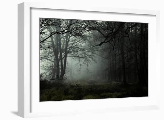 Fog in the Forest-David Baker-Framed Photographic Print