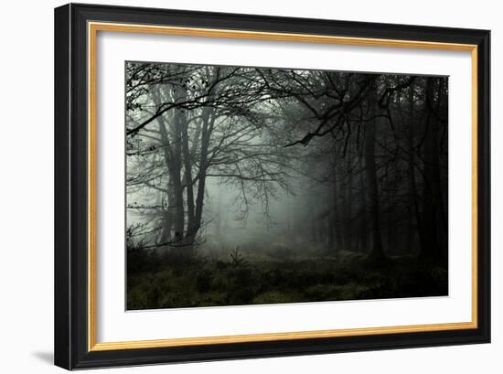 Fog in the Forest-David Baker-Framed Photographic Print