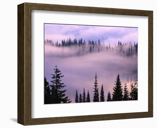 Fog Lifting over Trees-Darrell Gulin-Framed Photographic Print