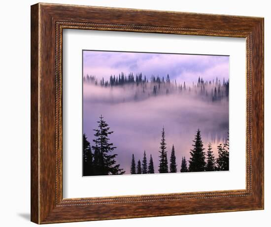 Fog Lifting over Trees-Darrell Gulin-Framed Photographic Print