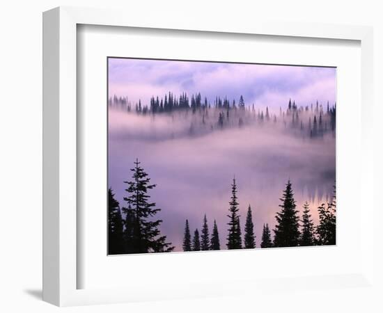 Fog Lifting over Trees-Darrell Gulin-Framed Photographic Print