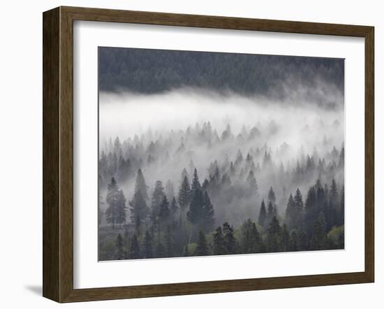 Fog Mingling with Evergreen Trees, Yellowstone Nat'l Park, UNESCO World Heritage Site, Wyoming, USA-James Hager-Framed Photographic Print