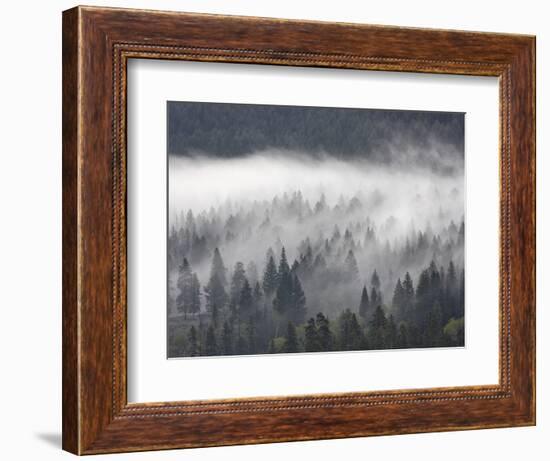 Fog Mingling with Evergreen Trees, Yellowstone Nat'l Park, UNESCO World Heritage Site, Wyoming, USA-James Hager-Framed Photographic Print