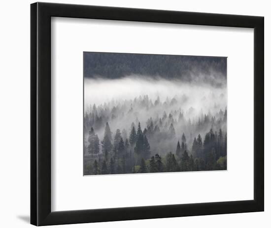 Fog Mingling with Evergreen Trees, Yellowstone Nat'l Park, UNESCO World Heritage Site, Wyoming, USA-James Hager-Framed Photographic Print