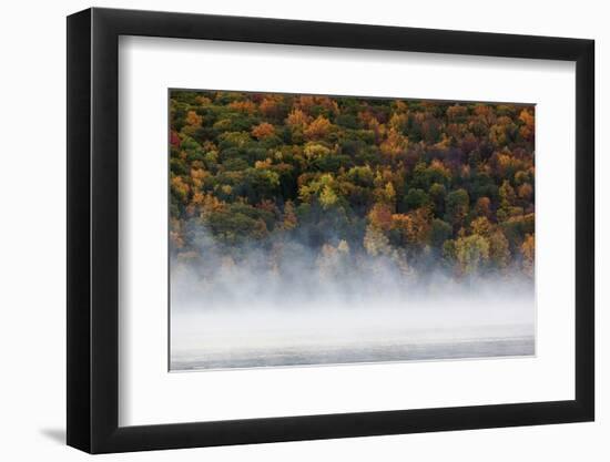 Fog over trees, Keuka Lake Vineyard, Hammondsport, Finger Lakes Region, New York State, USA-Panoramic Images-Framed Photographic Print