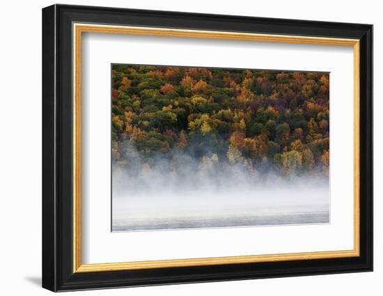 Fog over trees, Keuka Lake Vineyard, Hammondsport, Finger Lakes Region, New York State, USA-Panoramic Images-Framed Photographic Print