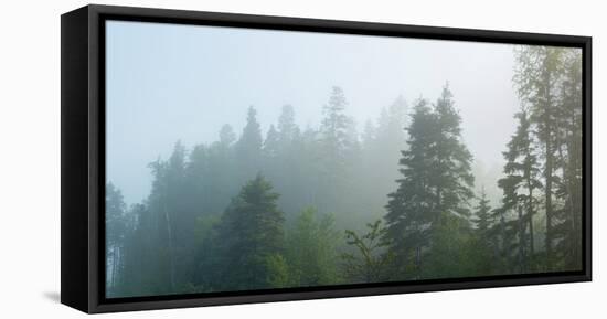 Fog over Trees, Marathon, Ontario, Canada-null-Framed Premier Image Canvas