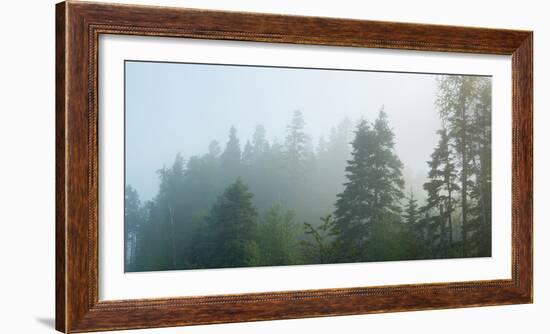 Fog over Trees, Marathon, Ontario, Canada-null-Framed Photographic Print