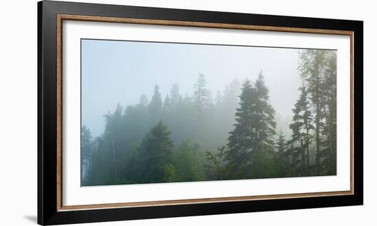 Fog over Trees, Marathon, Ontario, Canada-null-Framed Photographic Print