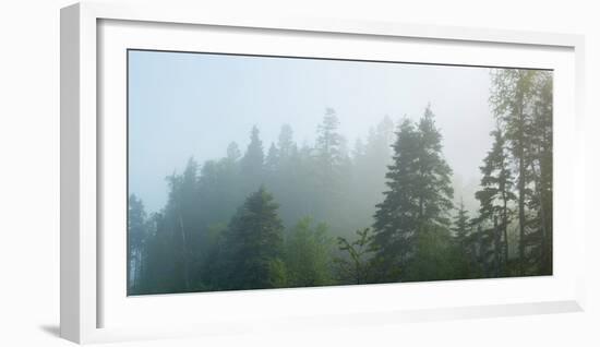 Fog over Trees, Marathon, Ontario, Canada-null-Framed Photographic Print