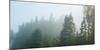 Fog over Trees, Marathon, Ontario, Canada-null-Mounted Photographic Print