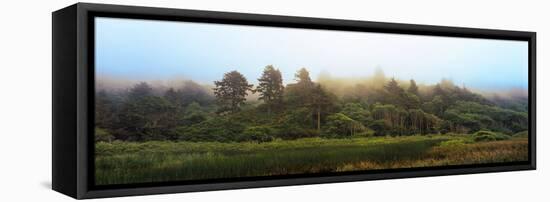 Fog over Trees, Redwood National Park, California, USA-null-Framed Premier Image Canvas