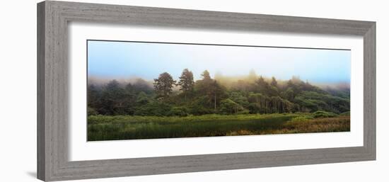 Fog over Trees, Redwood National Park, California, USA-null-Framed Photographic Print