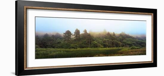 Fog over Trees, Redwood National Park, California, USA-null-Framed Photographic Print