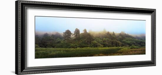 Fog over Trees, Redwood National Park, California, USA-null-Framed Photographic Print