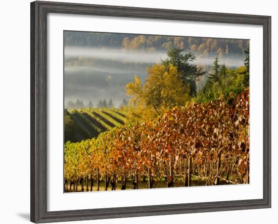 Fog Pools in a Finger of the Willamette Valley, Oregon, USA-Janis Miglavs-Framed Photographic Print