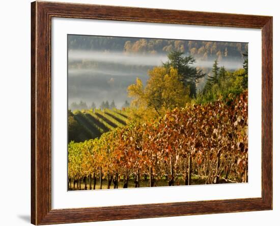 Fog Pools in a Finger of the Willamette Valley, Oregon, USA-Janis Miglavs-Framed Photographic Print