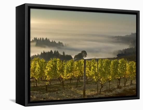 Fog Pools in Willamette Valley, Dundee, Oregon, USA-Janis Miglavs-Framed Premier Image Canvas