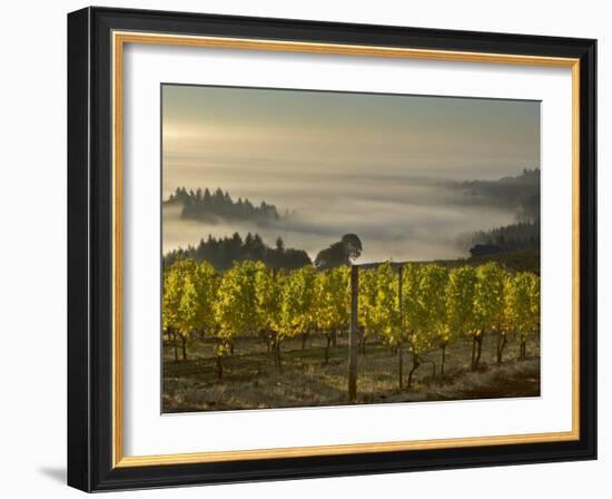 Fog Pools in Willamette Valley, Dundee, Oregon, USA-Janis Miglavs-Framed Photographic Print