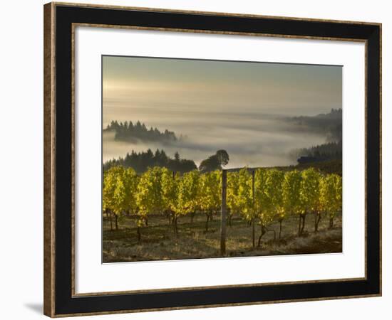 Fog Pools in Willamette Valley, Dundee, Oregon, USA-Janis Miglavs-Framed Photographic Print