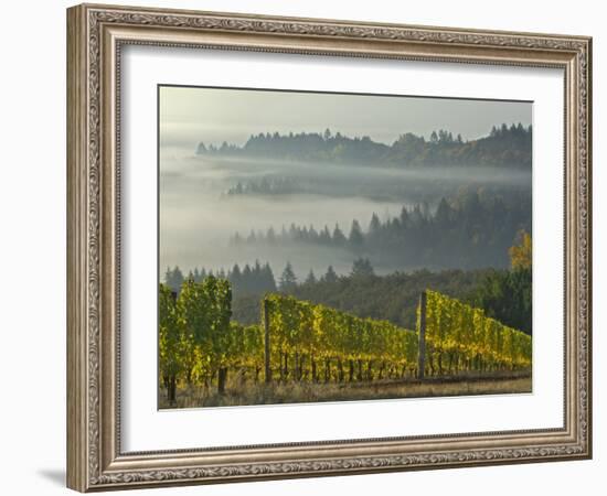 Fog Pools in Willamette Valley, Dundee, Oregon, USA-Janis Miglavs-Framed Photographic Print