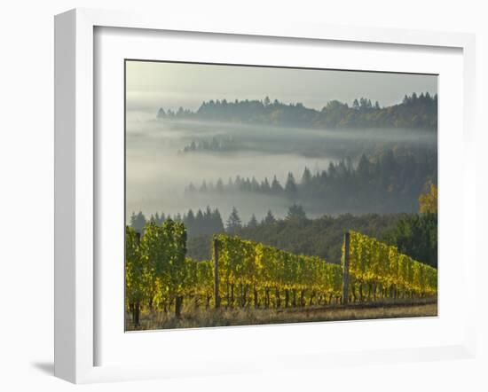 Fog Pools in Willamette Valley, Dundee, Oregon, USA-Janis Miglavs-Framed Photographic Print