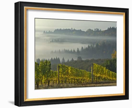 Fog Pools in Willamette Valley, Dundee, Oregon, USA-Janis Miglavs-Framed Photographic Print