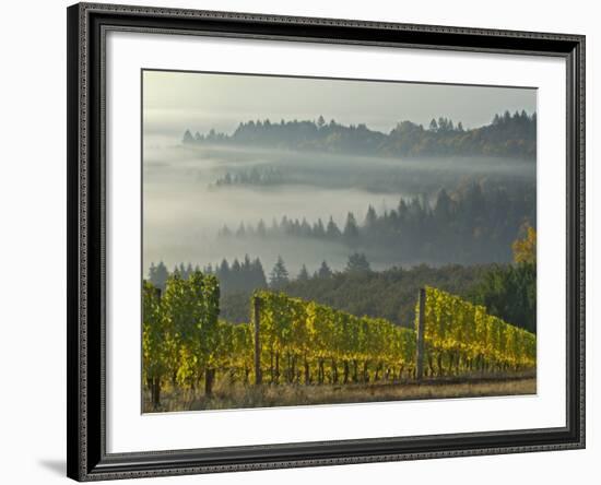 Fog Pools in Willamette Valley, Dundee, Oregon, USA-Janis Miglavs-Framed Photographic Print