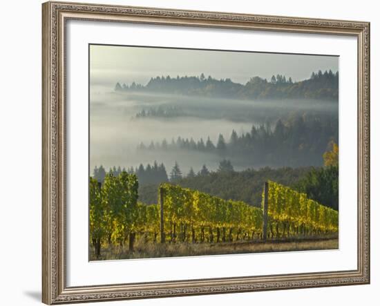 Fog Pools in Willamette Valley, Dundee, Oregon, USA-Janis Miglavs-Framed Photographic Print