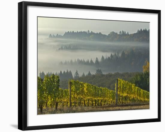 Fog Pools in Willamette Valley, Dundee, Oregon, USA-Janis Miglavs-Framed Photographic Print