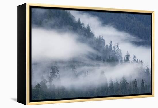 Fog Rolls Through Forest in Misty Fjords National Monument-Paul Souders-Framed Premier Image Canvas