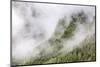 Fog-Shrouded Forest Near Juneau, Southeast Alaska, United States of America, North America-Michael Nolan-Mounted Photographic Print