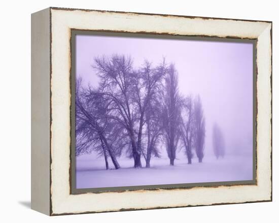 Fog shrouded Poplar and Cottonwood trees, Deschutes County, Central Oregon, USA-null-Framed Premier Image Canvas