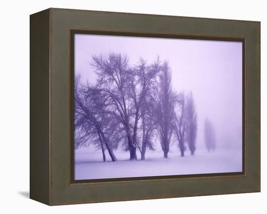 Fog shrouded Poplar and Cottonwood trees, Deschutes County, Central Oregon, USA-null-Framed Premier Image Canvas