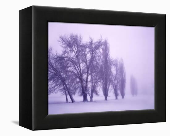 Fog shrouded Poplar and Cottonwood trees, Deschutes County, Central Oregon, USA-null-Framed Premier Image Canvas