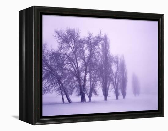 Fog shrouded Poplar and Cottonwood trees, Deschutes County, Central Oregon, USA-null-Framed Premier Image Canvas