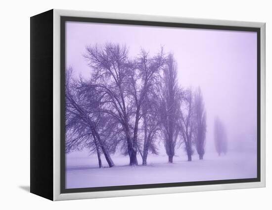 Fog shrouded Poplar and Cottonwood trees, Deschutes County, Central Oregon, USA-null-Framed Premier Image Canvas