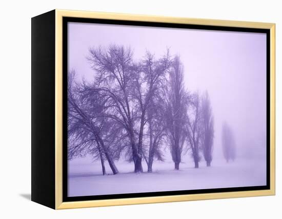 Fog shrouded Poplar and Cottonwood trees, Deschutes County, Central Oregon, USA-null-Framed Premier Image Canvas