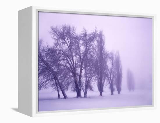 Fog shrouded Poplar and Cottonwood trees, Deschutes County, Central Oregon, USA-null-Framed Premier Image Canvas