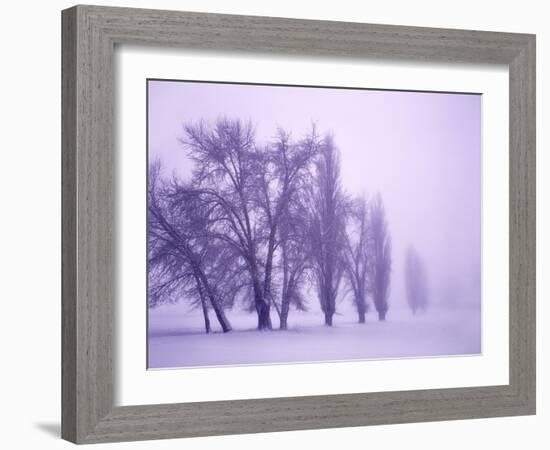 Fog shrouded Poplar and Cottonwood trees, Deschutes County, Central Oregon, USA-null-Framed Photographic Print