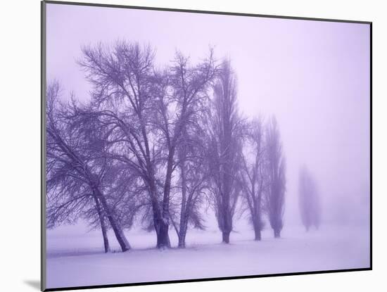 Fog shrouded Poplar and Cottonwood trees, Deschutes County, Central Oregon, USA-null-Mounted Photographic Print