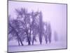 Fog shrouded Poplar and Cottonwood trees, Deschutes County, Central Oregon, USA-null-Mounted Photographic Print