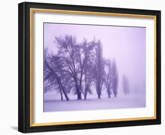 Fog shrouded Poplar and Cottonwood trees, Deschutes County, Central Oregon, USA-null-Framed Photographic Print